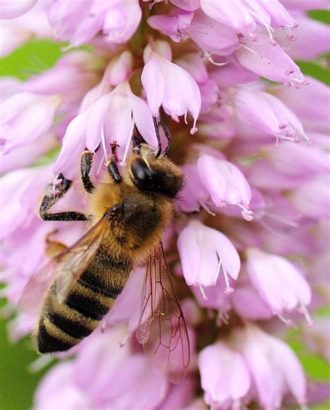 Wann ist der rummel abends immer vorbei? Wann wird es endlich Frühling? Foto & Bild | tiere, makro ...