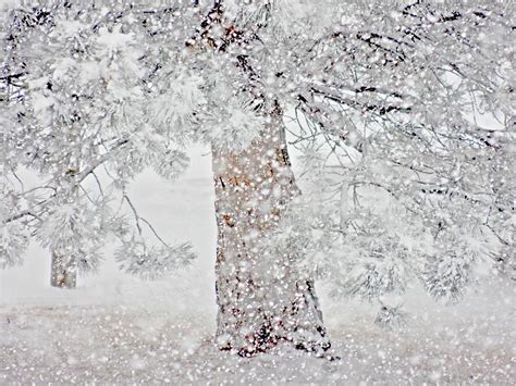 Sparkling Snow Photograph By Brenda Michniewicz
