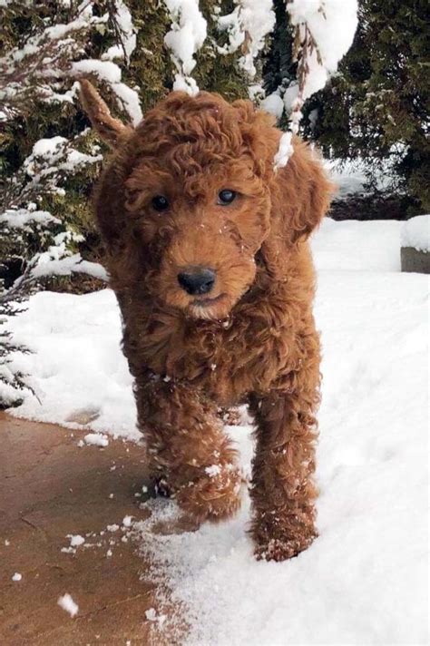 Visit us now to find your dog. Why You Should Adopt Irish Doodle Puppies | Realize that ...
