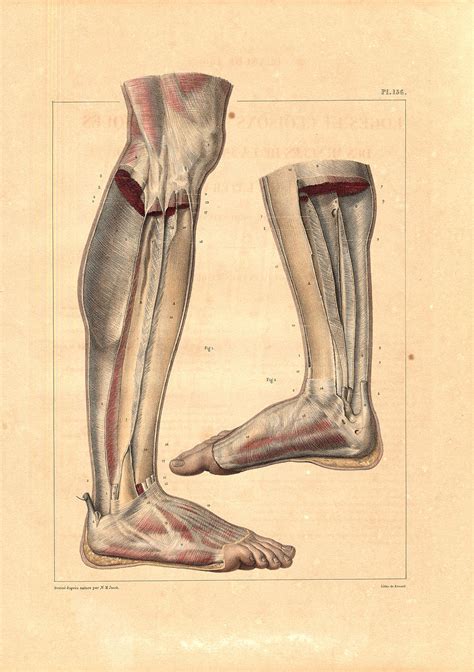Medical Anatomy Antique Print Leg And Foot Muscles Bourgery Jacob