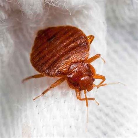 Bed Bug Infestation Manor Pest Control