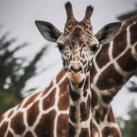 Brown And White Giraffe In Closeup Photography Image Free Photo