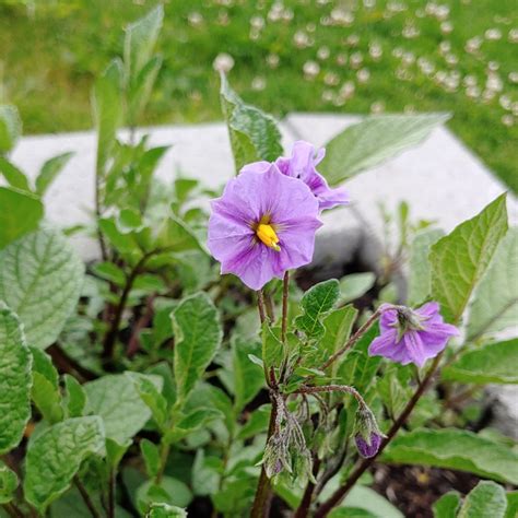 Solanum X Edinense How To Grow Wild Potatoes Cultivariable