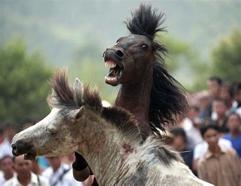 support chinese horse fights