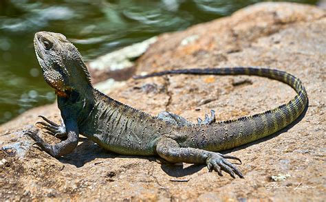 Lizards Of Australia Steve Lees Photography