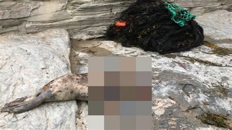 Seal Dies After Getting Tangled In Plastic And Fishing