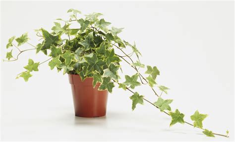 How To Grow And Care For English Ivy