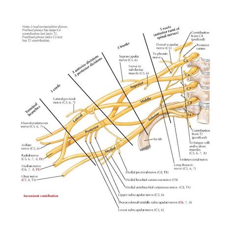 Brachial Plexus Schema Anatomy Medial Pectoral Nerve C8 T1 Medial
