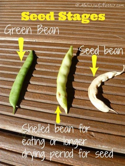 How To Grow And When To Pick Pole Beans Green Bean Seeds Seed