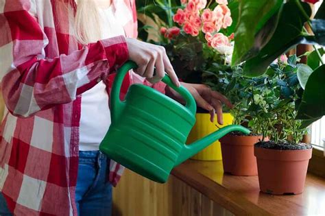 4 Tips To Water Indoor Plants Correctly Homeonline