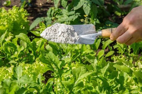 How To Use Diatomaceous Earth For Pest Control Indoors And Outdoors