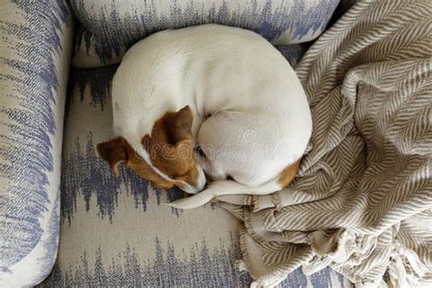 Cute Jack Russell Terrier Puppy Sleeping Curled Up In A Ball On The Arm