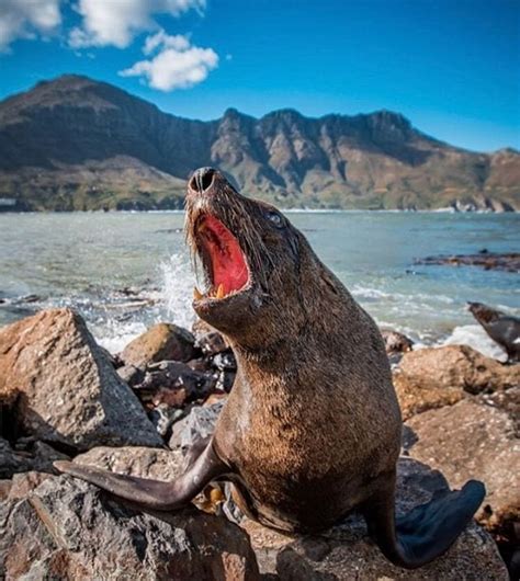 Cape Town Fur Seals Secret Cape Town