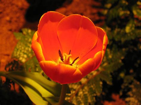 We did not find results for: tulips pistil flower - tulip