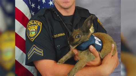 Bun E Unit Hires Its First Police Bunny Youtube