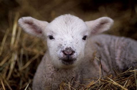 Lamb Close Up Photograph By Jerry Shulman