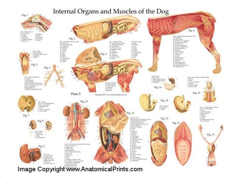 Anatomy Organs Dog Anatomy Animal Anatomy Vet Medicine Veterinary
