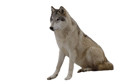 Maybe you would like to learn more about one of these? Download Wolf Png Image Picture Download HQ PNG Image ...