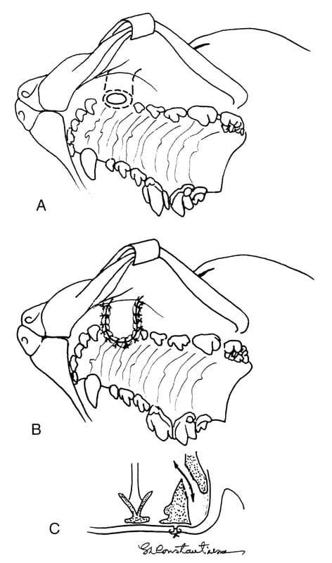 Oral Cavity Ivis