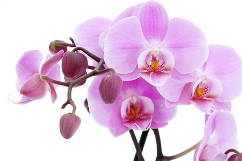 All New Wallpaper Attractive Pink Orchids Wallpaper