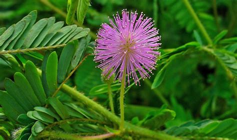 The Legend Of The Shy Plant Mimosa Pudica Letterpile