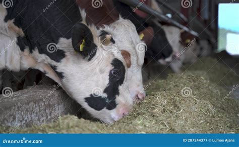 Herd Of Cows Eating Hay In Cowshed On Dairy Farm 4k Stock Video Video Of Herd Indoor 287244377