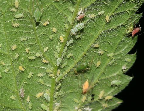 We did not find results for: Aphids In Marijuana Crops: What Are They And How To Kills ...