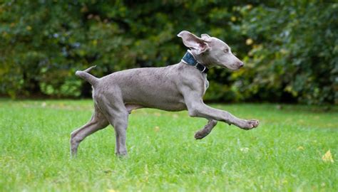I want to know if there are other quality options in terms of dog food and diets. 9 Vet Recommended Foods for Weimaraners | Weimaraner dogs ...