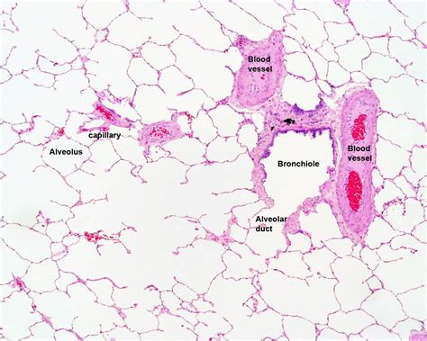 Lung Histology Labeled Bronchiole Alveolar Duct Alveoli Histology