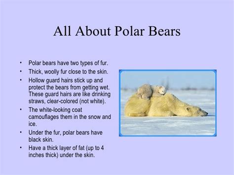 Enjoy our wide range of fun facts animals for kids. polar bears facts for kids - Google Search | Polar bear facts, Bear facts for kids, Animal facts ...