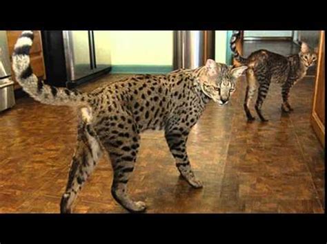 Another type of ultrasound, called the echocardiogram, can examine the heart, blood vessels, and also the … savannah cat size comparison - YouTube