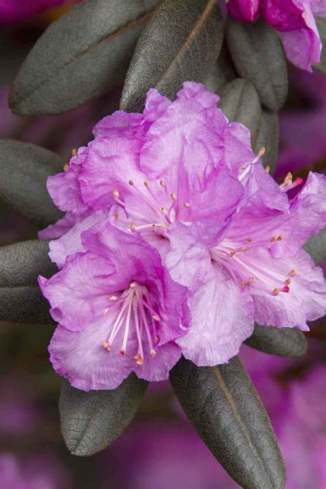 Rhododendron Pjm