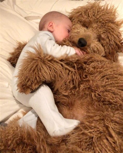 Baby Cuddles Up For A Nap With Sweet Goldendoodle In 2020 Cute Baby