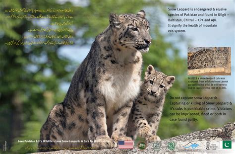Posters Snow Leopard Foundation