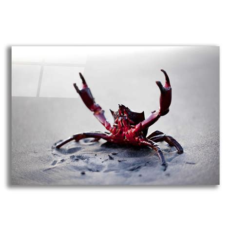Dovecove Claws Up By Unframed Print Wayfair