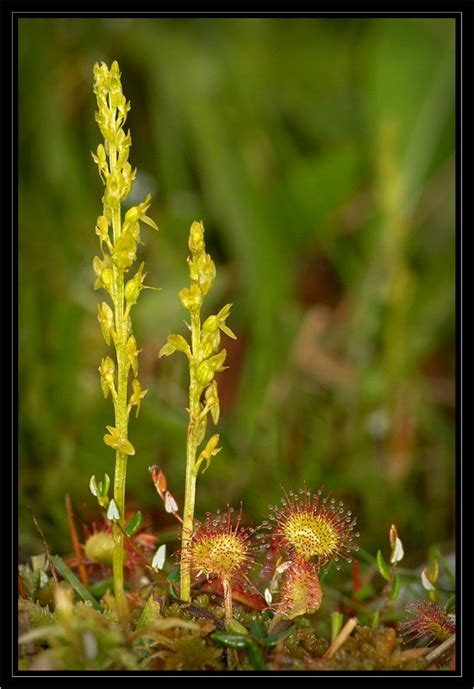 Orchis paludosa () , reise russ. Hammarbya paludosa | Flickr