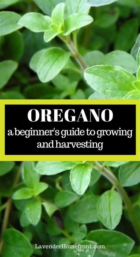 10 Reasons To Grow Oregano A Highly Beneficial Herb Artofit