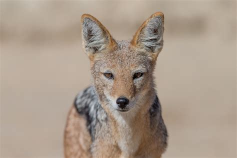 A slightly migratory species, jackals inhabit the library during finals week, the dining hall during feeding times, and hibernate in their dorms in between. Jackal, Black-backed