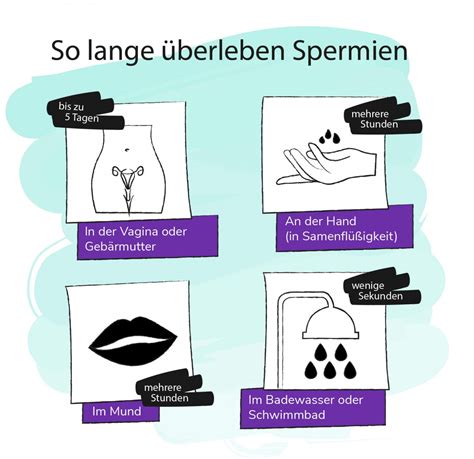 männlichen Geschlechtsorgane Alle Infos Pille Danach