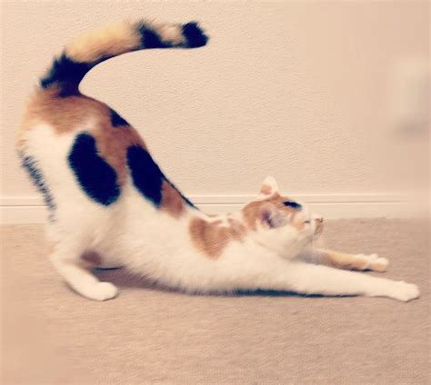 背中を反って伸びをする猫の写真 cat press