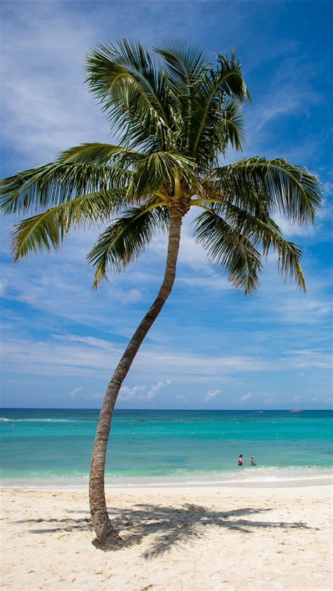 Lonely Palm Tree Beach Sea Tropical Blue Sky 1242x2688 Iphone 11