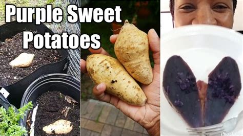 Okinawan Sweet Potatoes Planting And Eating YouTube