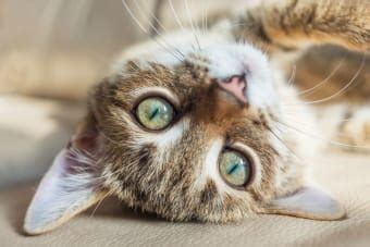 Gingivitis In Cats Symptoms Causes Treatments