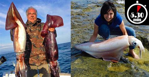 Ebbene totani, calamari e seppie appartengono alla famiglia il totano, rispetto al calamaro e alla seppia è però più economico perché considerato meno pregiato data la carne un po' meno delicata e più duretta. Le 6 Differenze tra Calamaro e Totano - Apnea Magazine