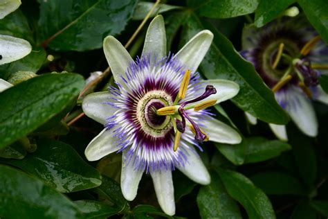 Fileblue Passion Flower Passiflora Caerulea Wikimedia Commons