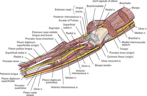 Ulnar Nerve Anatomy Forearm