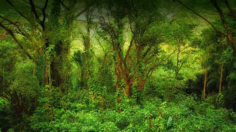 Free Photo Tropical Forest Forest Green Lush Free Download Jooinn