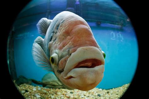 Most Funny Fishes New Photographs Funny And Cute Animals
