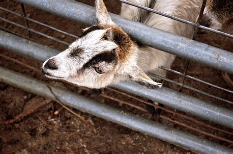 Larry The Wandering Goat Jenna S Everything Blog