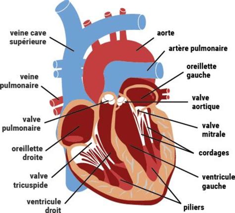 Coupe Longitudinale Antérieure Schématique Du Coeur Source